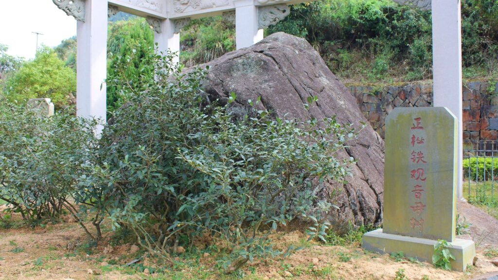 Tie Guan Yin Mother Tea Bush at Xiping village