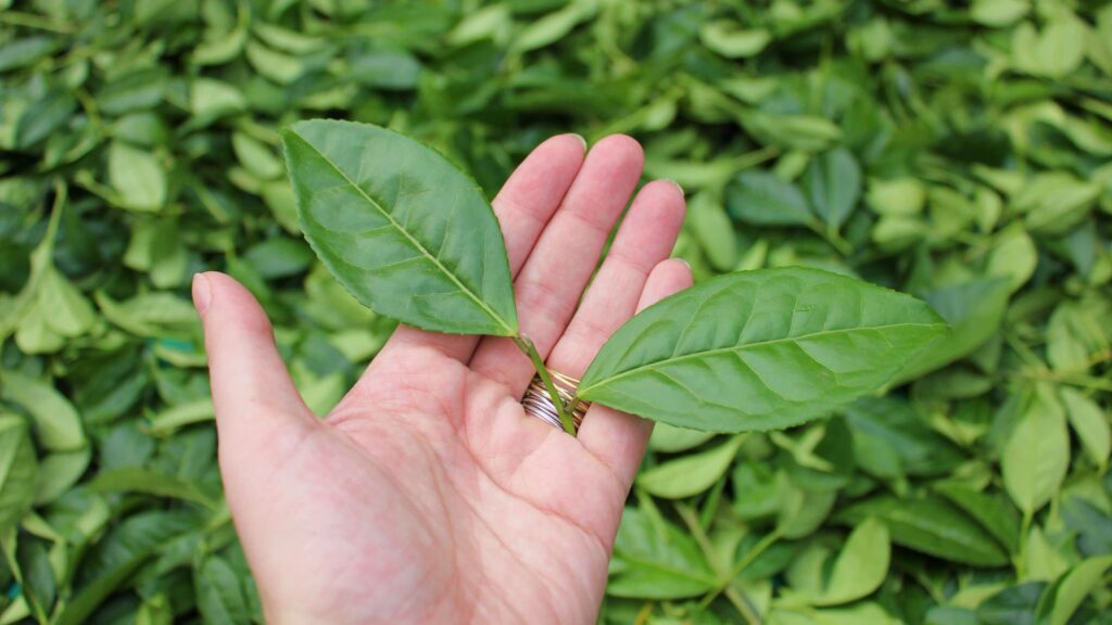two large freshly picked tea leaves in a hand, with a background of green tea leaves
