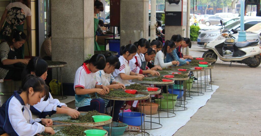 college students sat in a row sorting tea