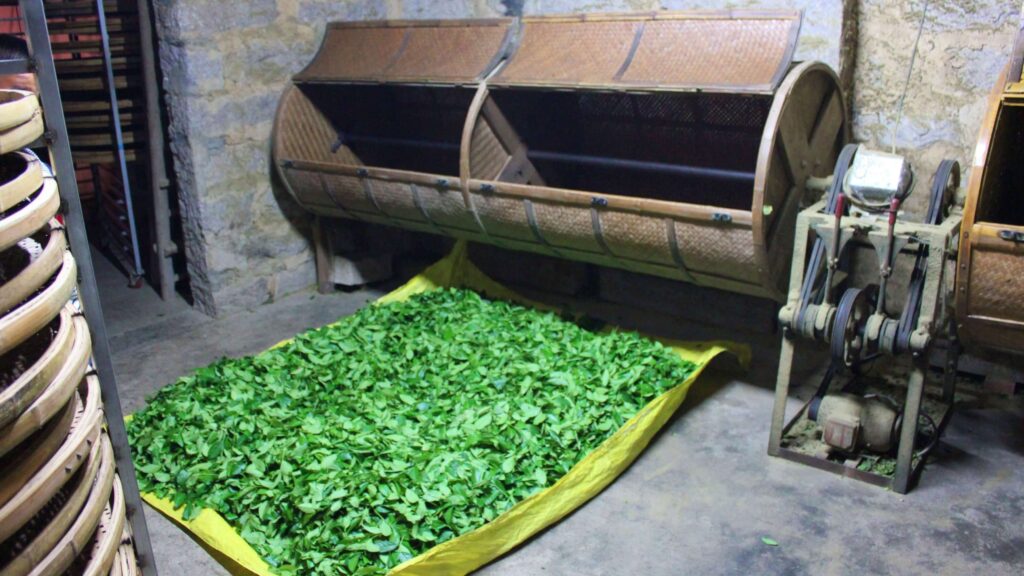 tea leaves on yellow tarpaulin on the ground infront of an old tea rolling machine