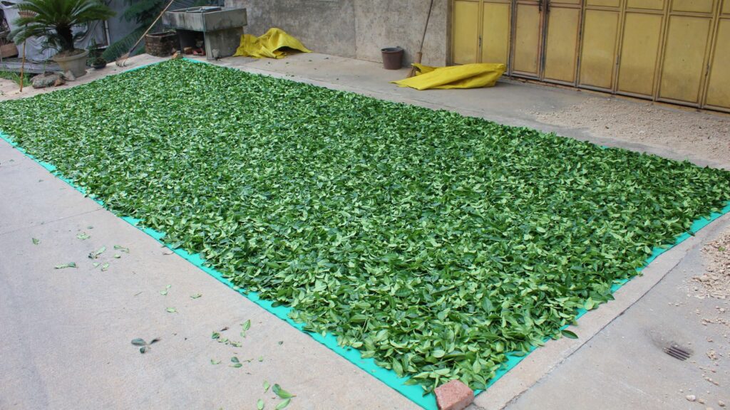 tea leaves on blue tarpaulin on the ground