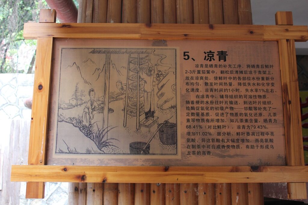 wooden sign with Chinese text describing tie guan yin tea production step 5