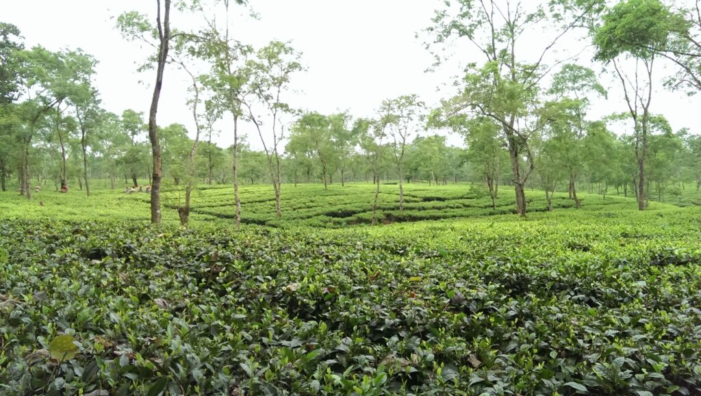 tea gardens