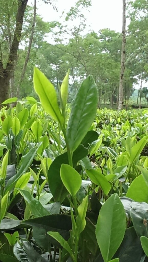 close up of assamica tea leaves