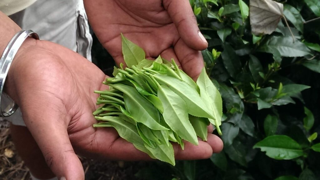 freshly picked tea leaves in hands