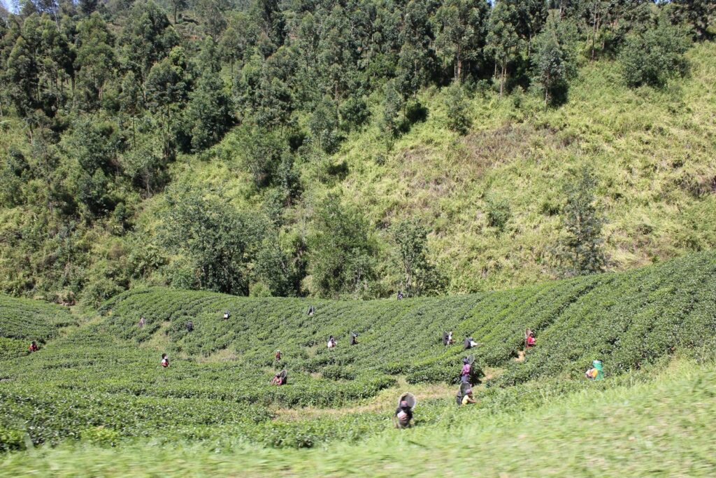 Sri Lanka tea fields