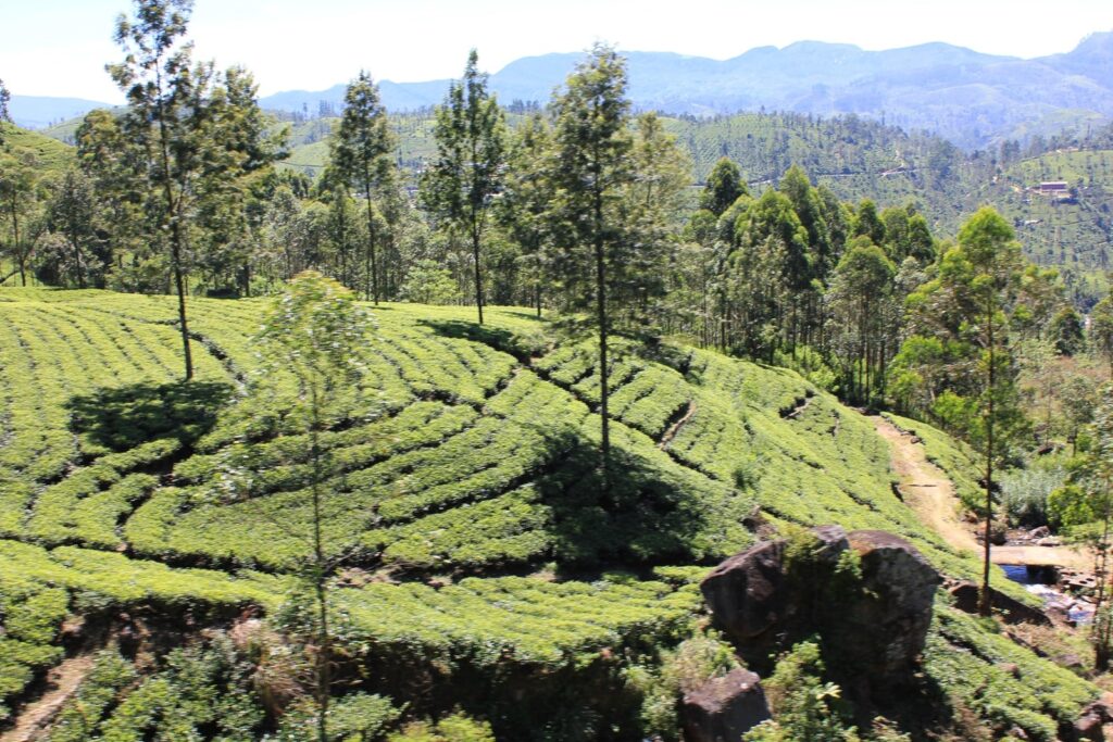 Sri Lanka tea fields