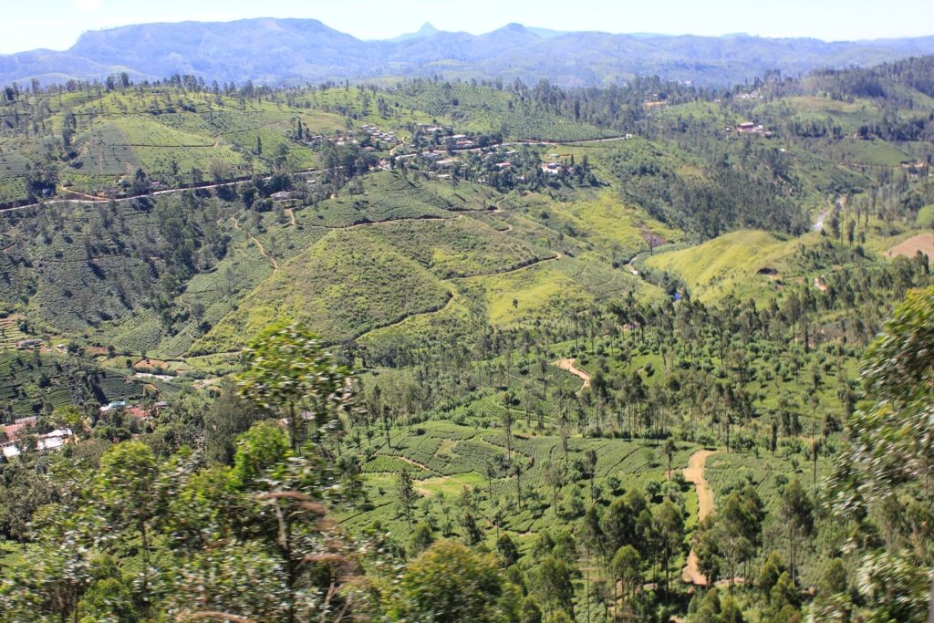 Sri Lanka tea fields