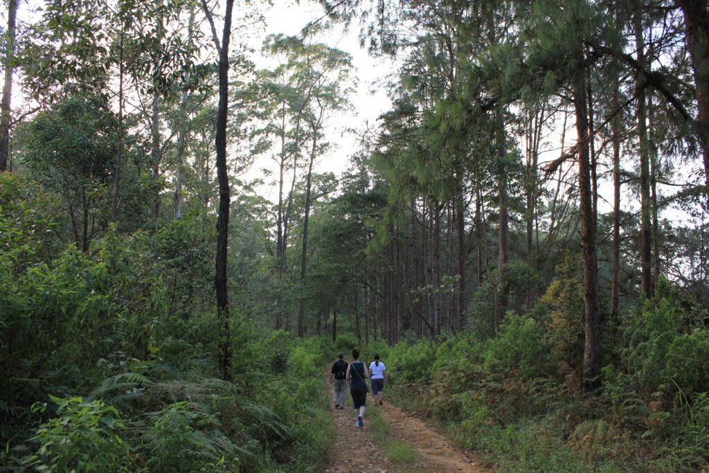 download (1) 3 people with backs to camera walking through a forest