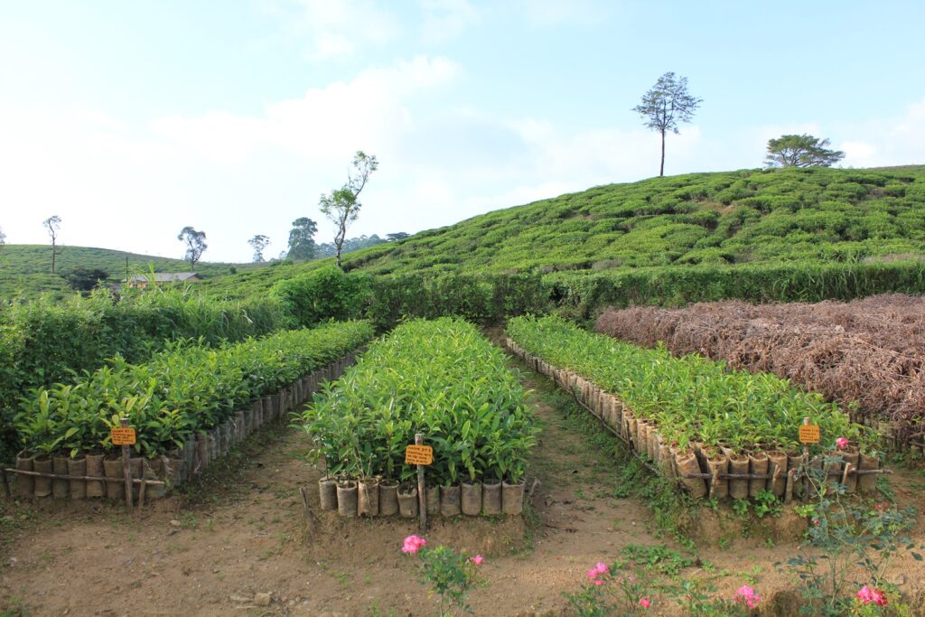 download (2) tea garden nursery in sri lanka