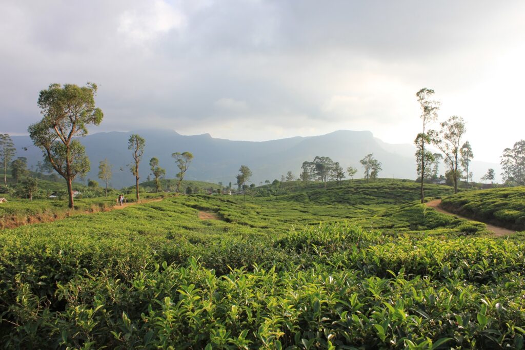 download (3) sri lankan tea fields