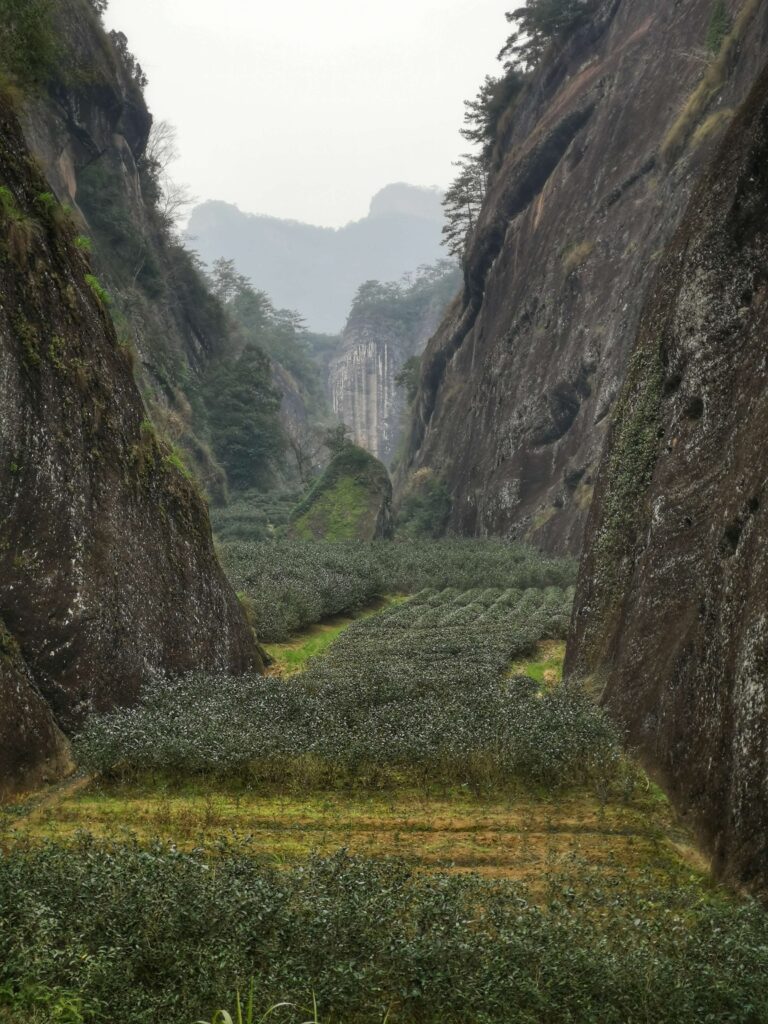 China_Wuyishan_Tea_Plantation Tea plantations in Wuyi mountain, China