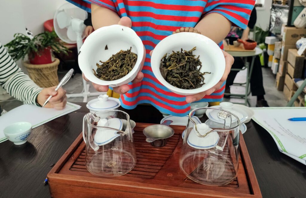 WetLeaf_HuangzhiXiang_DuckShit person showing 2 gaiwans containing wet tea leaves